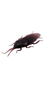 Rubber Cockroach - Titan Magic & Brain Busters Escape Rooms